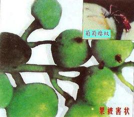 葡萄癭蚊 葡萄癭蚊