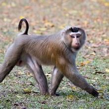 西爪哇葉猴 西爪哇葉猴