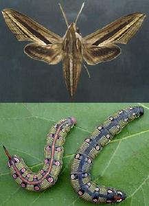 香石竹棉鈴蟲 香石竹棉鈴蟲