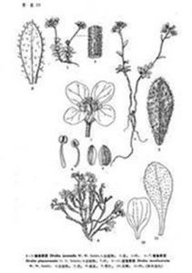 光緣虎耳草 光緣虎耳草