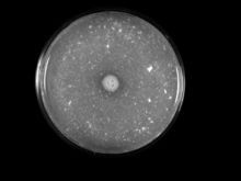銅綠微囊藻小型變種 銅綠微囊藻小型變種