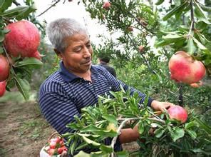 陝州御紅袍石榴 陝州御紅袍石榴