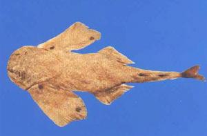 星雲扁鯊 星雲扁鯊