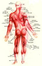人體後部肌肉分布圖