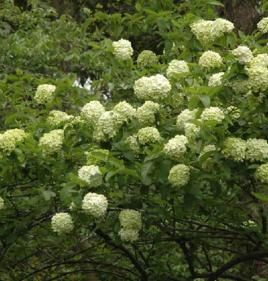 木繡球莖 木繡球莖