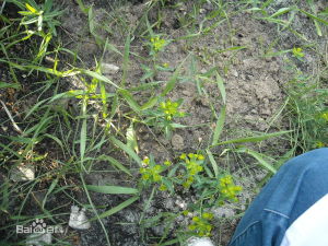 東北大戟 東北大戟