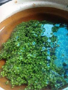 自製海藻粉 自製海藻粉