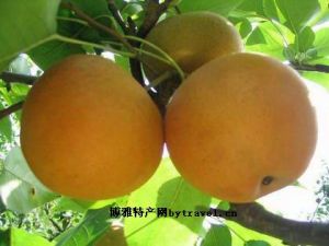 豐縣白酥梨 豐縣白酥梨