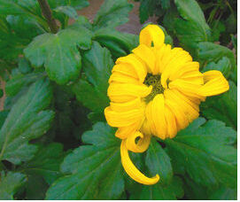 光葉卷花丹 光葉卷花丹