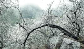 廣東梁化國家森林公園 廣東梁化國家森林公園