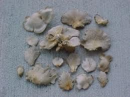 枯腐靴耳 枯腐靴耳