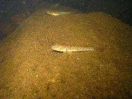 長鰭白睛鰕虎魚 長鰭白睛鰕虎魚