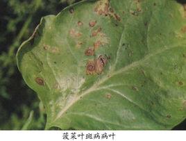菠菜葉斑病 菠菜葉斑病