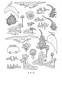 巨雄地錢 巨雄地錢