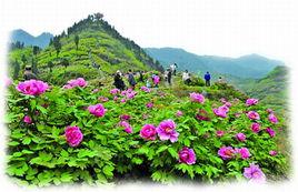 百花牡丹園 百花牡丹園