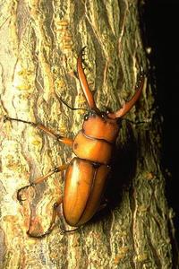 兩點鋸鍬形蟲 兩點鋸鍬形蟲