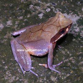 莽山角蟾 莽山角蟾