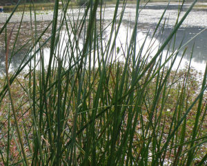 長穗赤箭莎 長穗赤箭莎