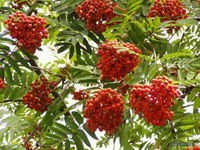 歐洲花楸 歐洲花楸