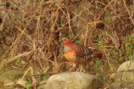 日本竹雞 日本竹雞