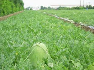 農友208西瓜 農友208西瓜