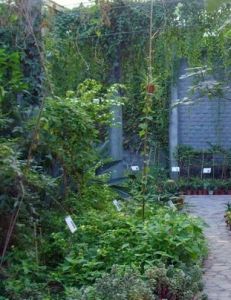 百草園[上海中醫藥大學內的園地]