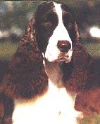 西班牙跳獵犬 西班牙跳獵犬