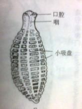 盾腹亞綱 盾腹亞綱