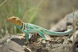 環頸蜥 環頸蜥