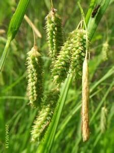 密花薹草 密花薹草