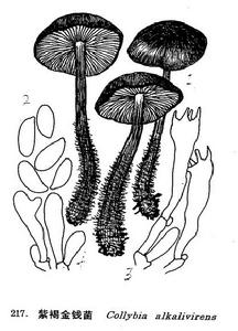 紫褐金錢菌 紫褐金錢菌