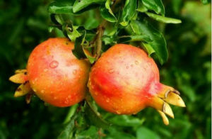 深澳石榴 深澳石榴