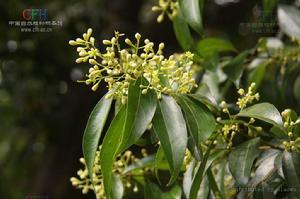 大花叉柱花 大花叉柱花