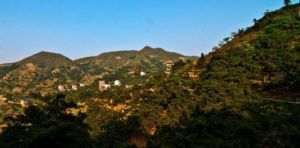 千年香榧林 千年香榧林