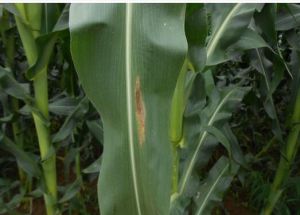 玉米交鏈孢葉斑病 玉米交鏈孢葉斑病