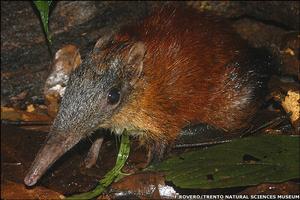 （圖）灰臉象鼩