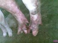 豬佝僂病病豬病變