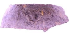 山西鱷化石 山西鱷化石