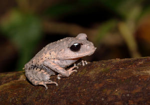 海南擬髭蟾 海南擬髭蟾
