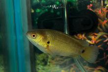 圖片來源：百度貼吧——攀鱸吧