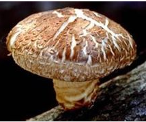 龍泉蘑菇