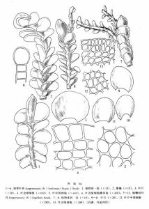 細鞭枝葉苔 細鞭枝葉苔