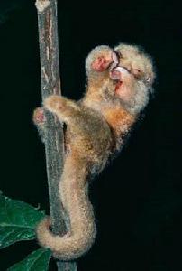 生有巨爪的食蟻獸