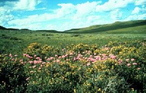 曼尼托巴 曼尼托巴