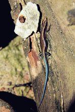 斐濟鬣蜥