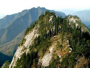 （圖）秦嶺冷杉