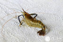 日本沼蝦 日本沼蝦