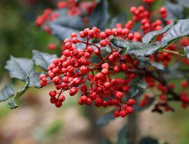 茂縣花椒 茂縣花椒