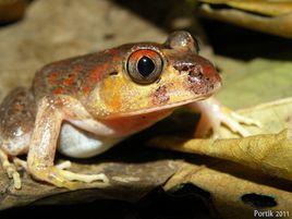 寬頭夜蛙 寬頭夜蛙