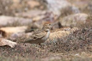 短趾百靈屬 短趾百靈屬